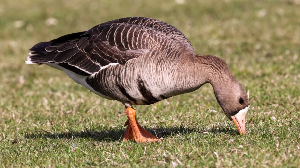 branta