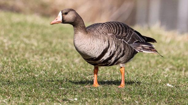 branta