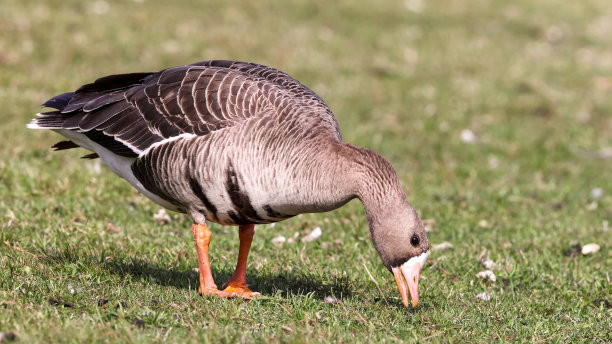 branta