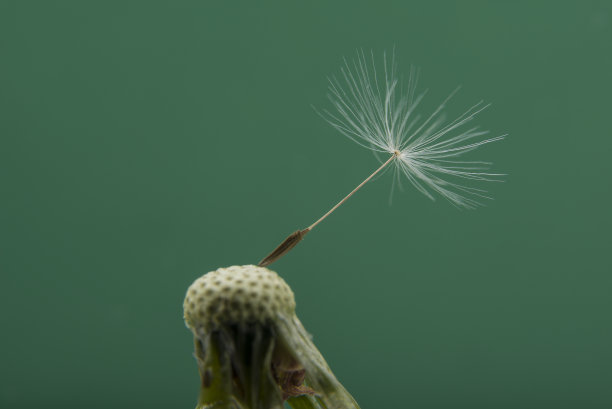 wispy