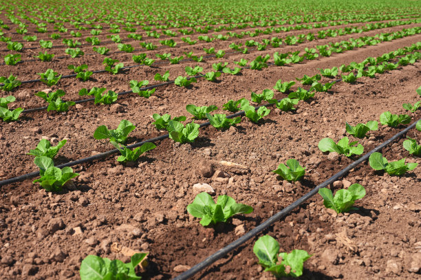 irrigation