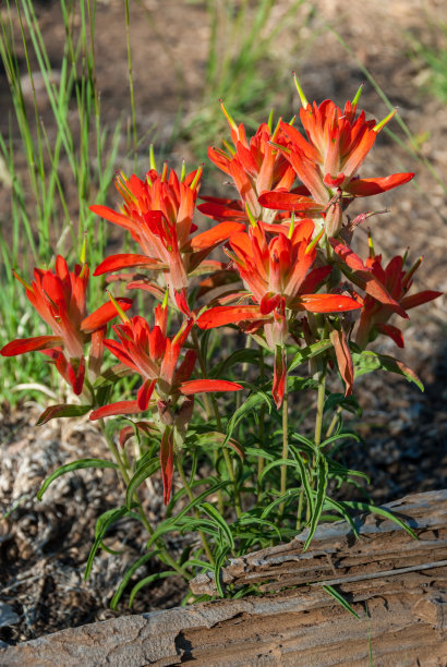 hawkweed