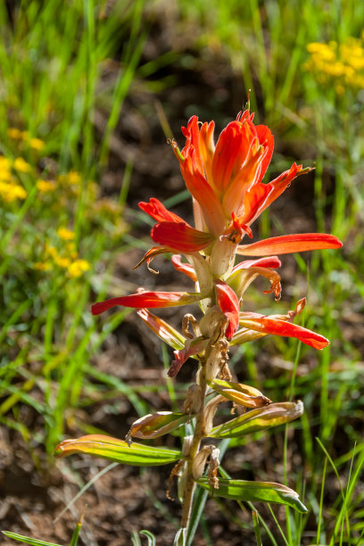 hawkweed