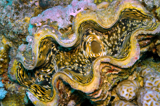 tridacna