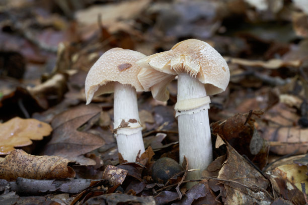 cortinarius