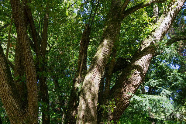 arboretum