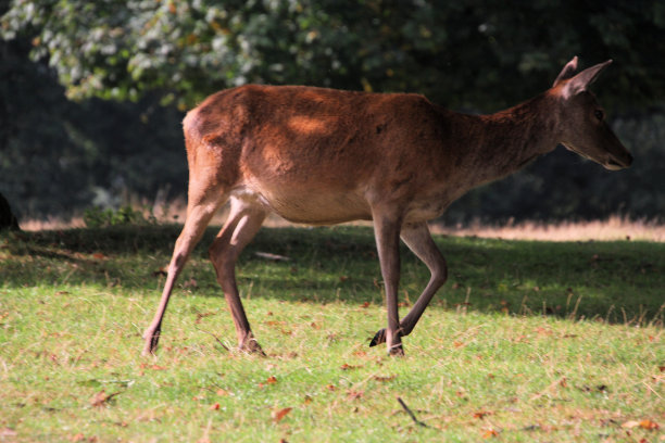 doe