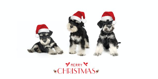 schnauzer
