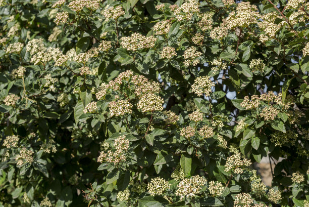 viburnum