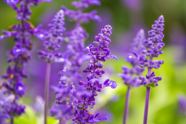 salvia
