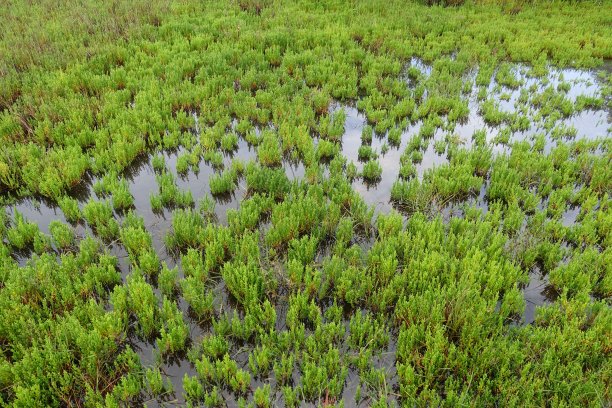marsh