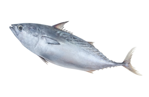 tuna