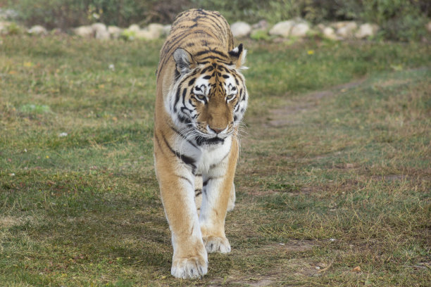 panthera