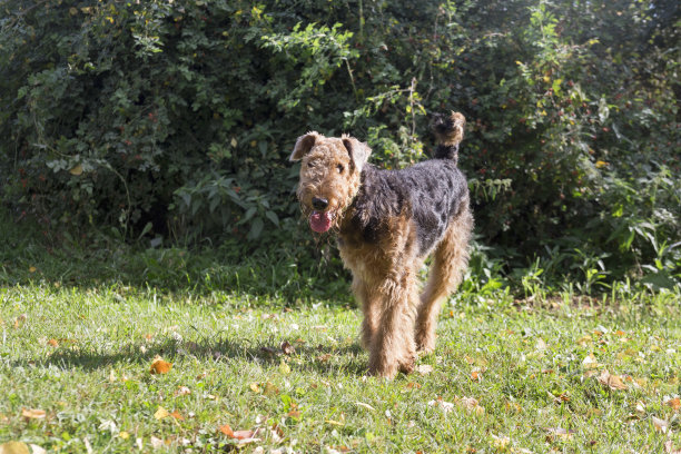 airedale