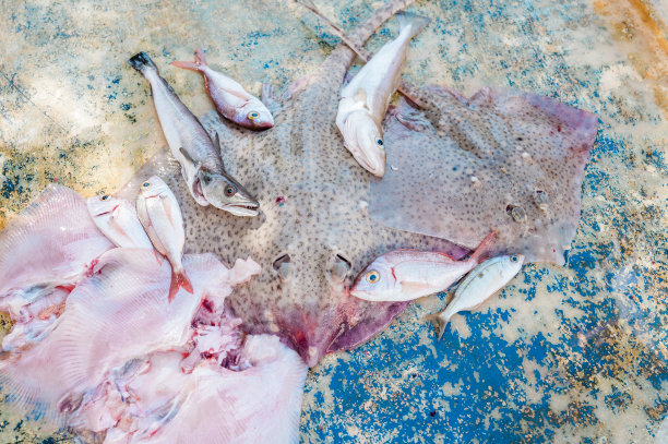 stingray