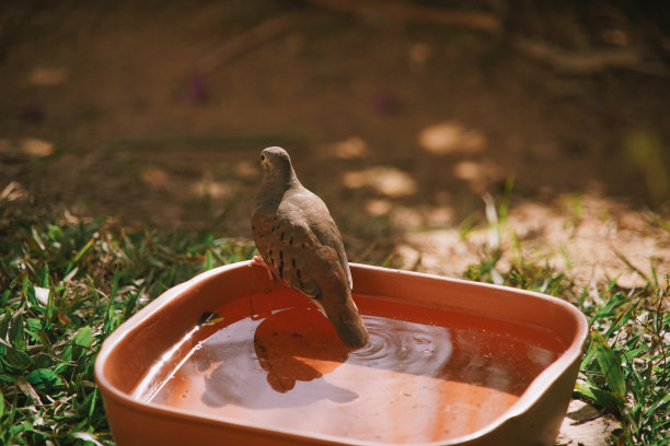 饮水的鸽子