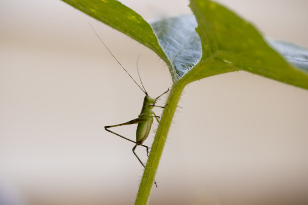 katydid