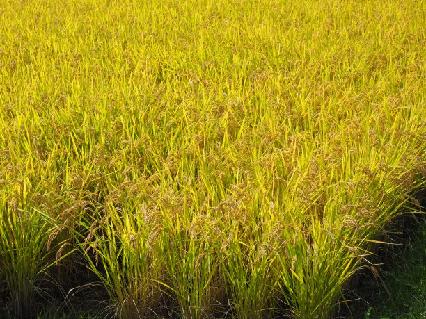 九月,十月,联合收割机