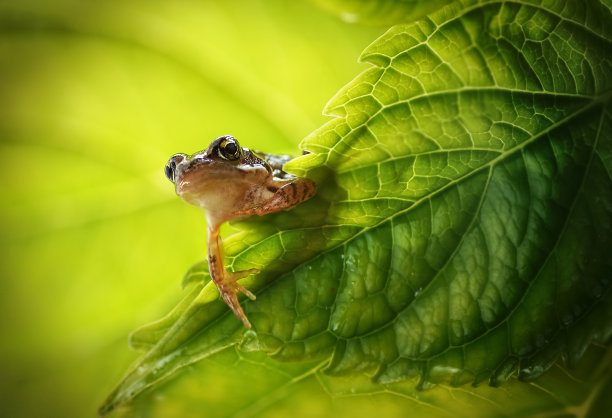 dendrobates