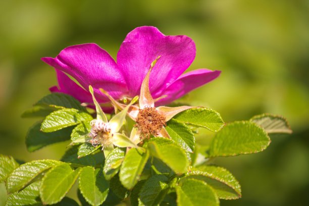 rugosa