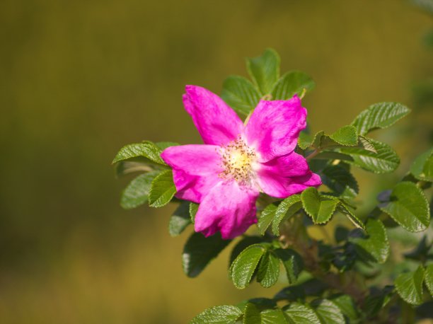 rugosa