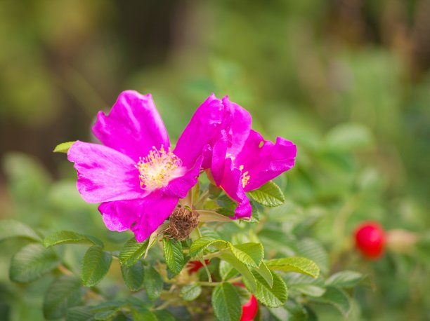 rugosa