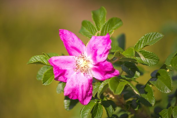 rugosa
