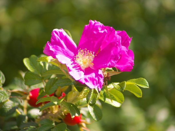 rugosa
