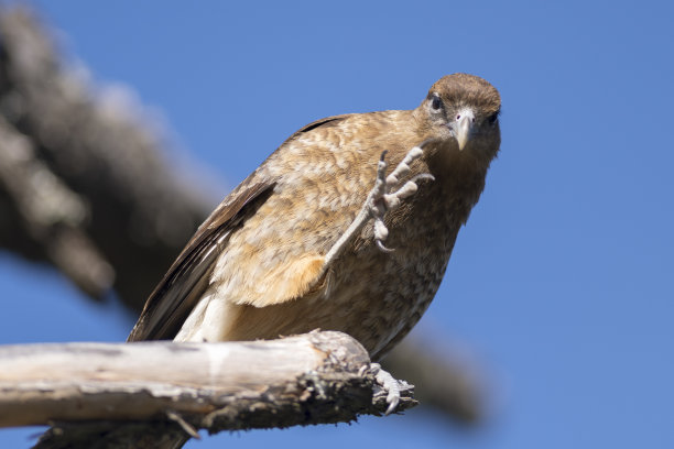 raptor