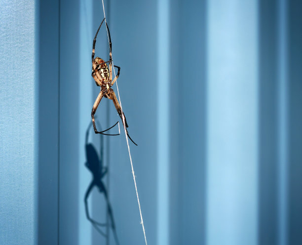 arachnid