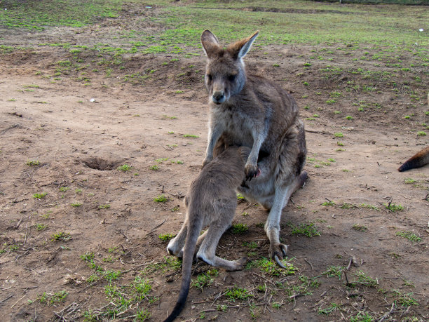 wallaroo