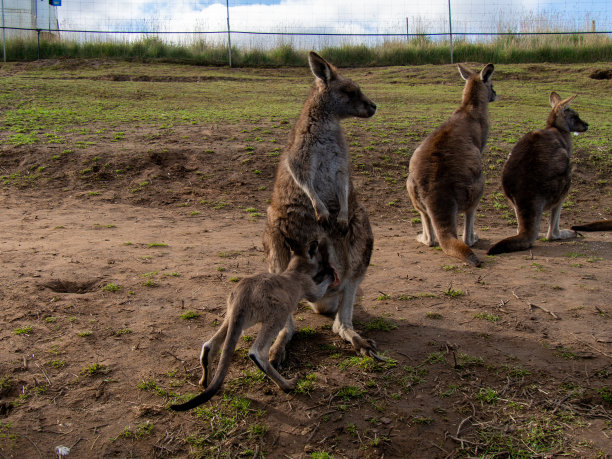 wallaroo