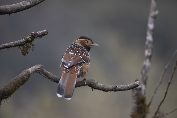 laughingthrush
