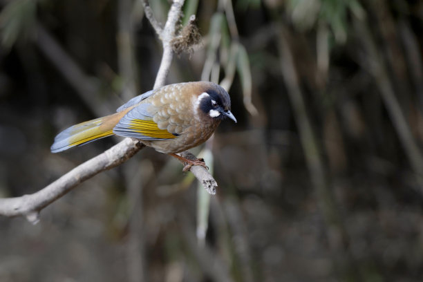 laughingthrush