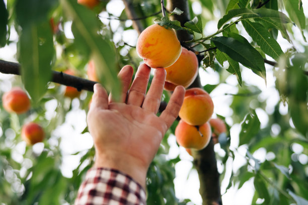 nectarines