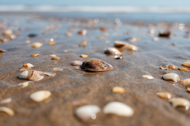mussels
