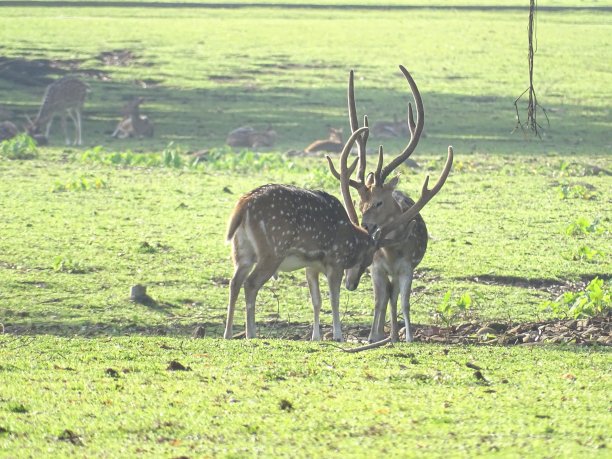 doe