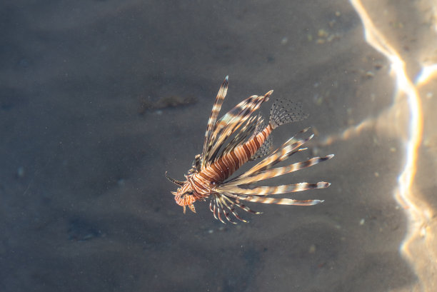 lionfish