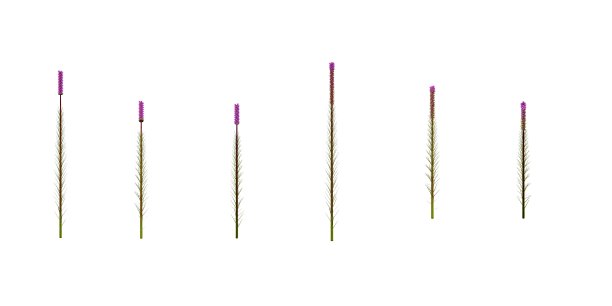 liatris
