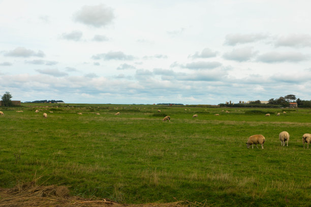 _texel
