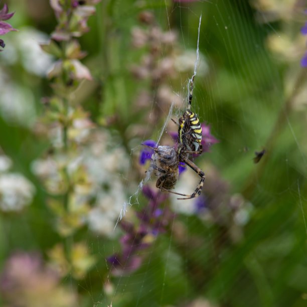 argiope