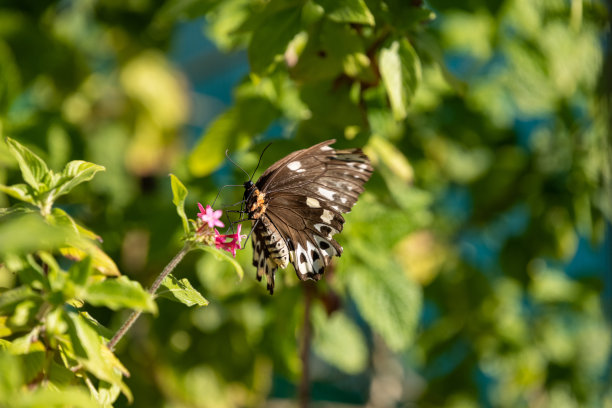 ornithoptera