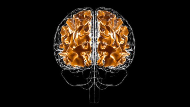 cerebrum