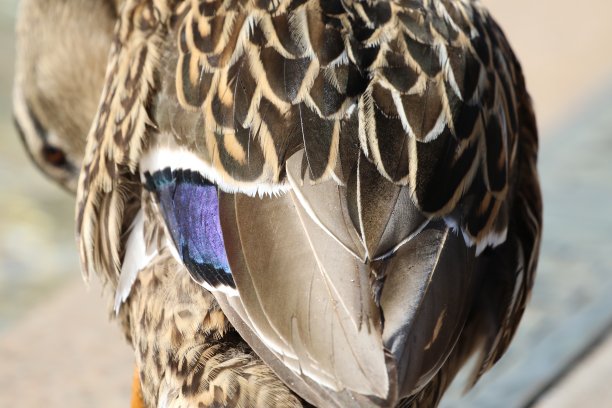 preen