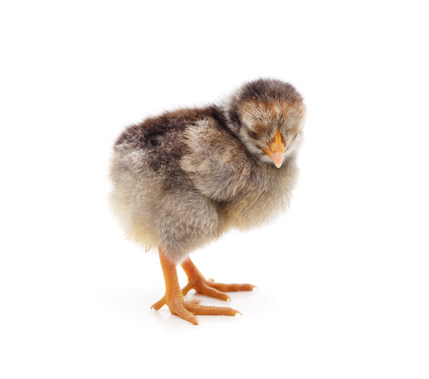 cock