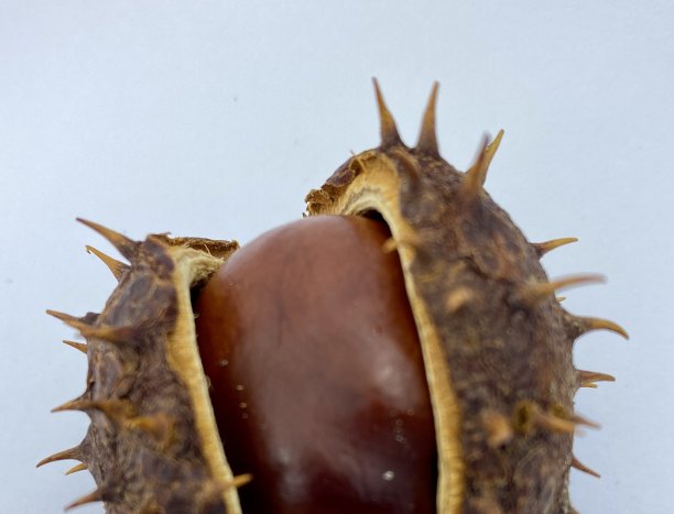 spiked