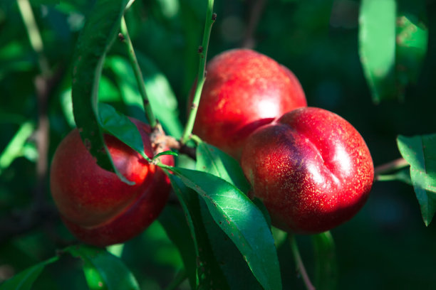 nectarines