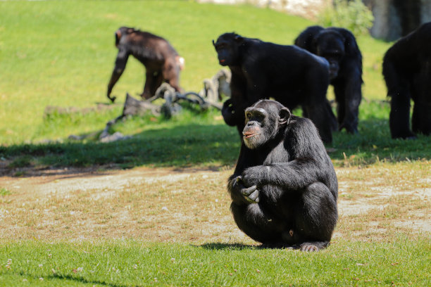 ape