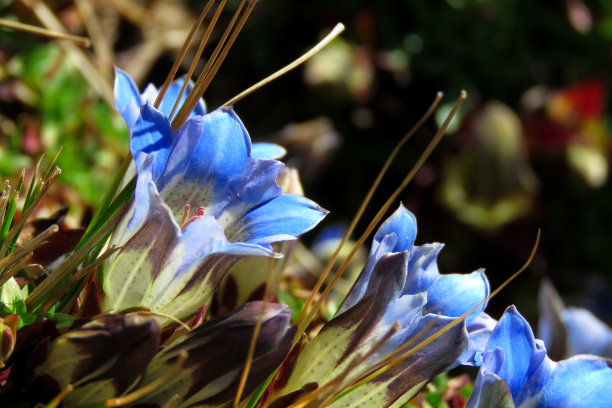 gentian