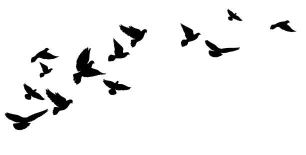 pigeon